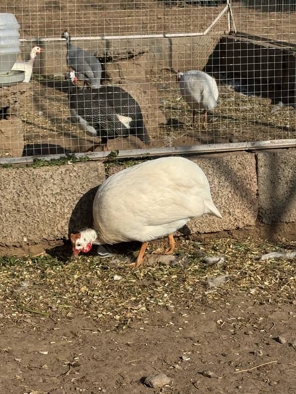 Guinea fowl pairs 4