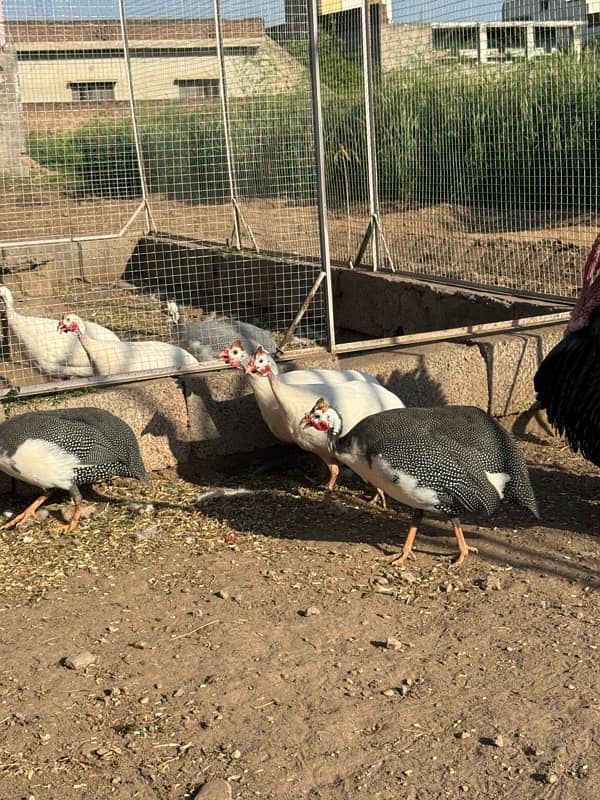 Guinea fowl pairs 5