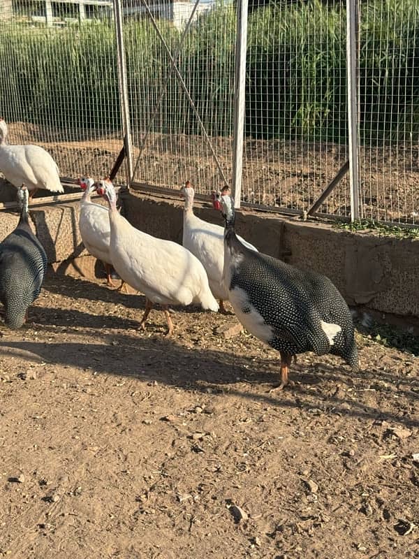 Guinea fowl pairs 6