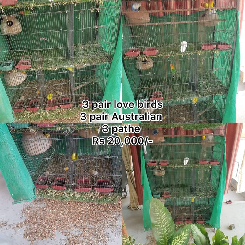 Grey parrot ka ka 2 n cage for big size parrots CAGE 1