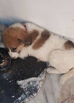 Saint Bernard puppies available for sale