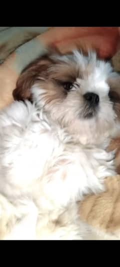 shih tzu