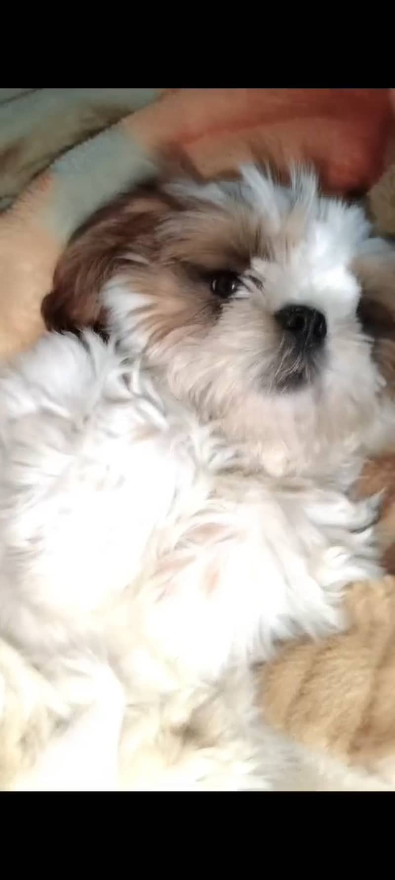 shih tzu 0