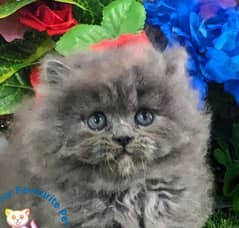 Persian Kittens | Smoky Grey| Triple Coated | Punch face | fluffy |cat