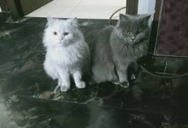 mail and femail pair Persian cats , male white colour or female black