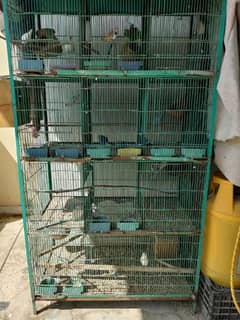 birds setup for sale urgent