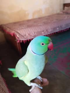 Ringneck Hand tame &Talking Parrot