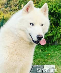 white husky female