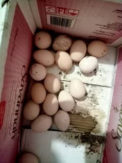 Heera aseel pair full paper white fertail eggs avariable 450 one