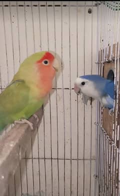 Love bird/Cocktail/Australia colony for sale