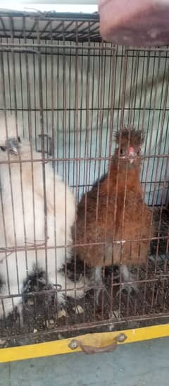 silky chicks for sale