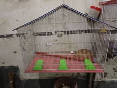 Parrot Cage