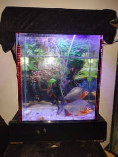 aquarium for sale