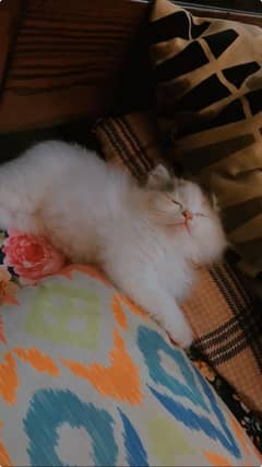 Persian kitten for sale