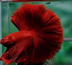 VERY ACTIVE AND FRESH BETTA STOCK !!! buy now