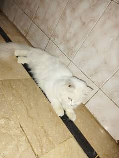 Persian Cat femal 7 Months ke hai