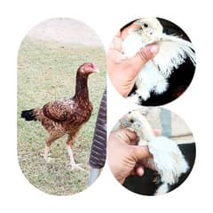 Aseel female with 2 white silkie chicks