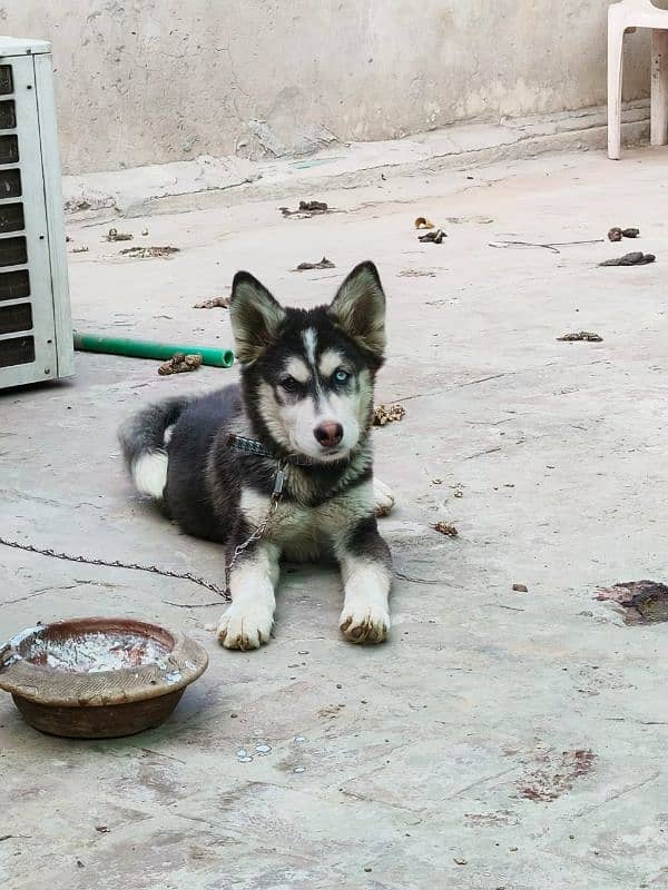 siberian husky 0