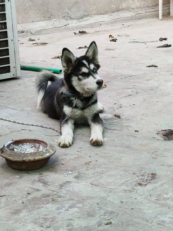 siberian husky 1