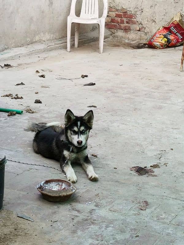 siberian husky 2