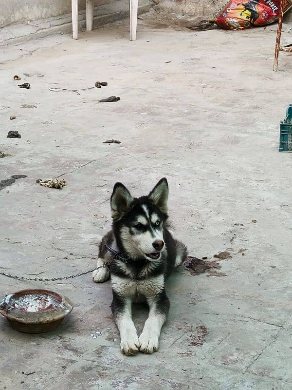 siberian husky 4