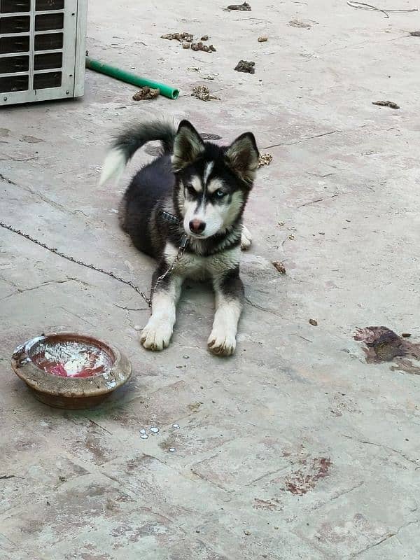 siberian husky 6