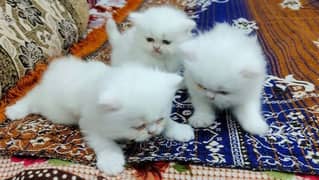 Pure White Persian Kitten Pair Whatsapp 03221185228