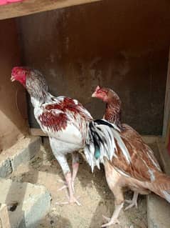 Pure Aseel pair home breed Argent sale