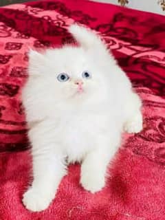 Pure White Persian Kitten Pair Whatsapp 03221185228