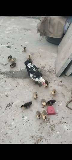 maskavi duck ke bacche