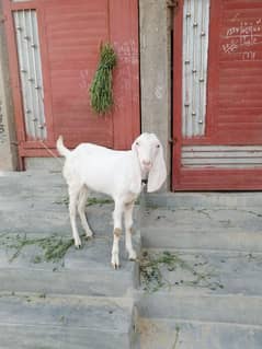 Bakri Goat For Sale