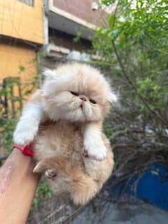 Persian kittens for sale