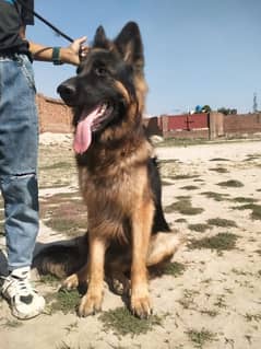 German shepherd long coat male for sle