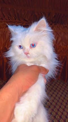 White Persian Long cort With Red Eyes. .