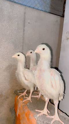 Aseel heera chicks. Heera Aseel chicks. paper white Aseel chicks. white