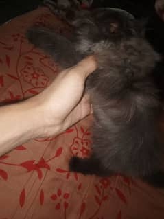 percian male kitten 80 days old