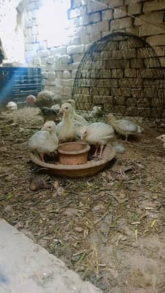 Turkey chicks For Sale | Tukey bird |