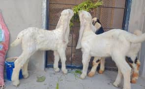 Breeder Quality bakra bucha white