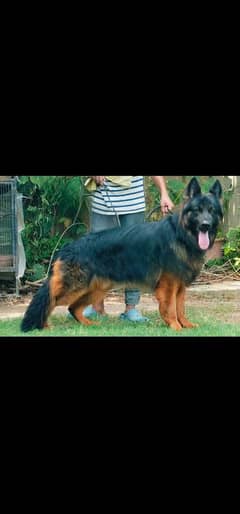 GSD pink pedigree