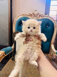 pure Persian kittens for sale . . WhatsApp number 03495575543