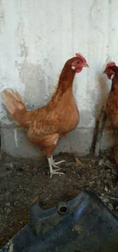 Light Brown Hens