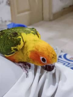 sun conure 2month age [ hand tammed and fly tammed)