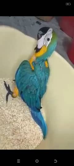 blue Macaw parrot cheeks for sale 0328=2972=534