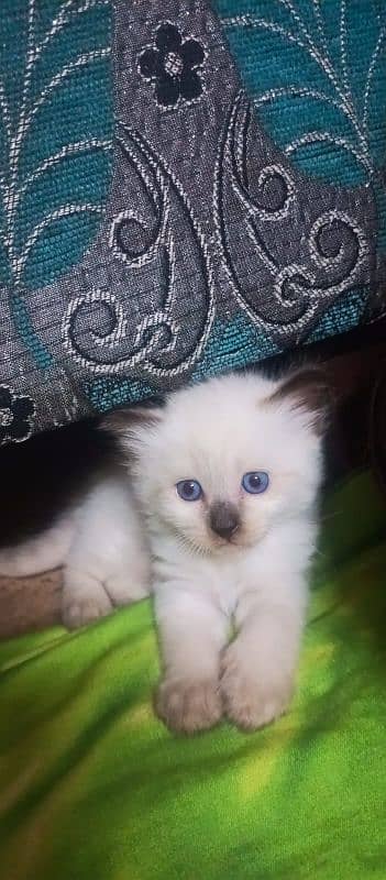 Siamese kitten 1