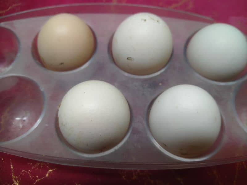 ayam cemani eggs 0