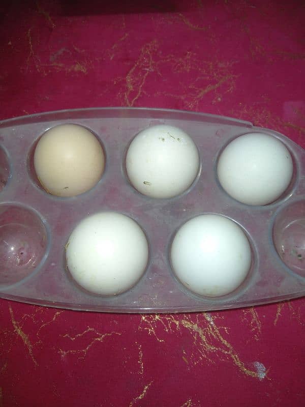 ayam cemani eggs 1