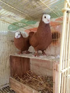 lal jogi breeder pair and one chiks pair