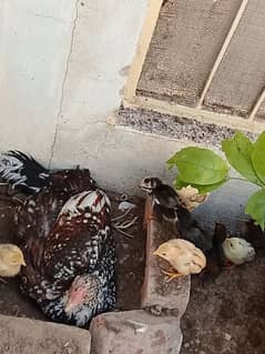 hen with 9 chicks