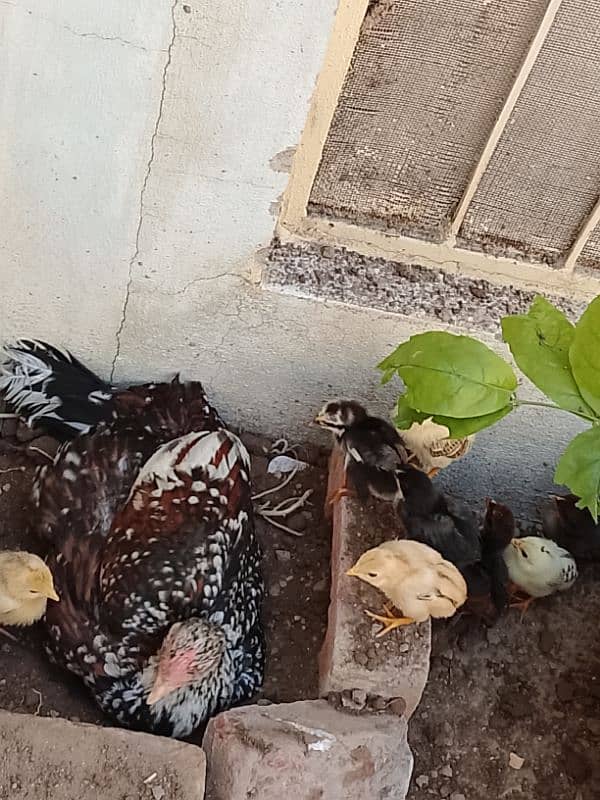 hen with 9 chicks 0