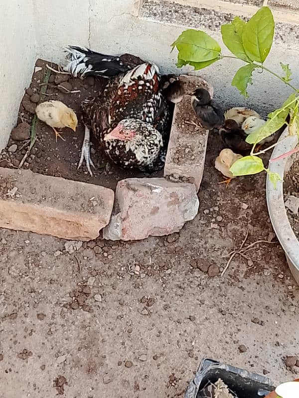 hen with 9 chicks 1